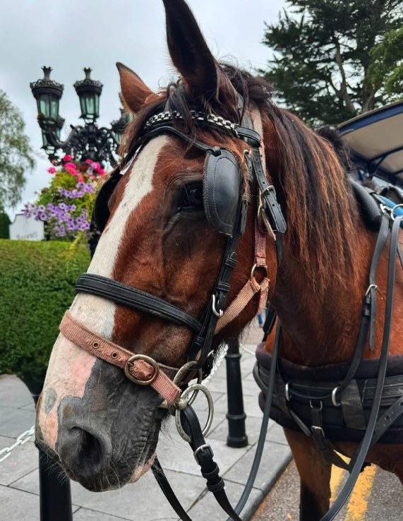 A jaunting car and its horse waiting on a lane inside Killarney National Park