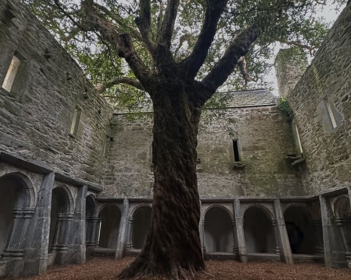 The ancient yew tree filling the vaulted cloister at the centre of Muckross Abbey